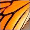 image papillon